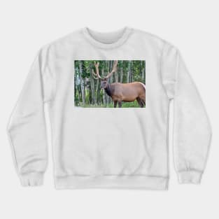 Beautiful Creature Crewneck Sweatshirt